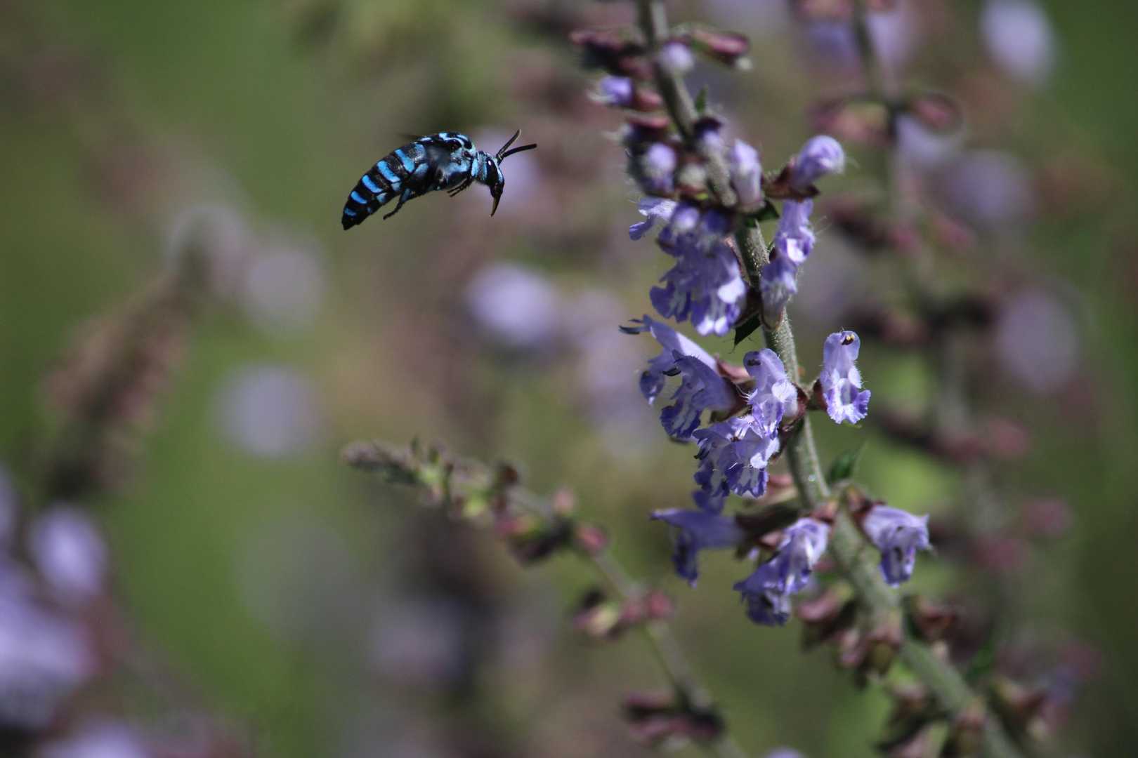 250mmの望遠に替えて
どの花に停まろうかとホバーリング中