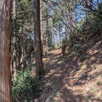 登りの急登を迂回しました。行く道