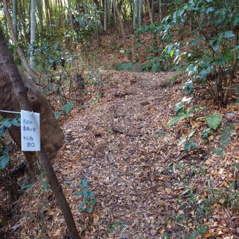 やっと脱出できました。
YAMAPのルートに合流します。