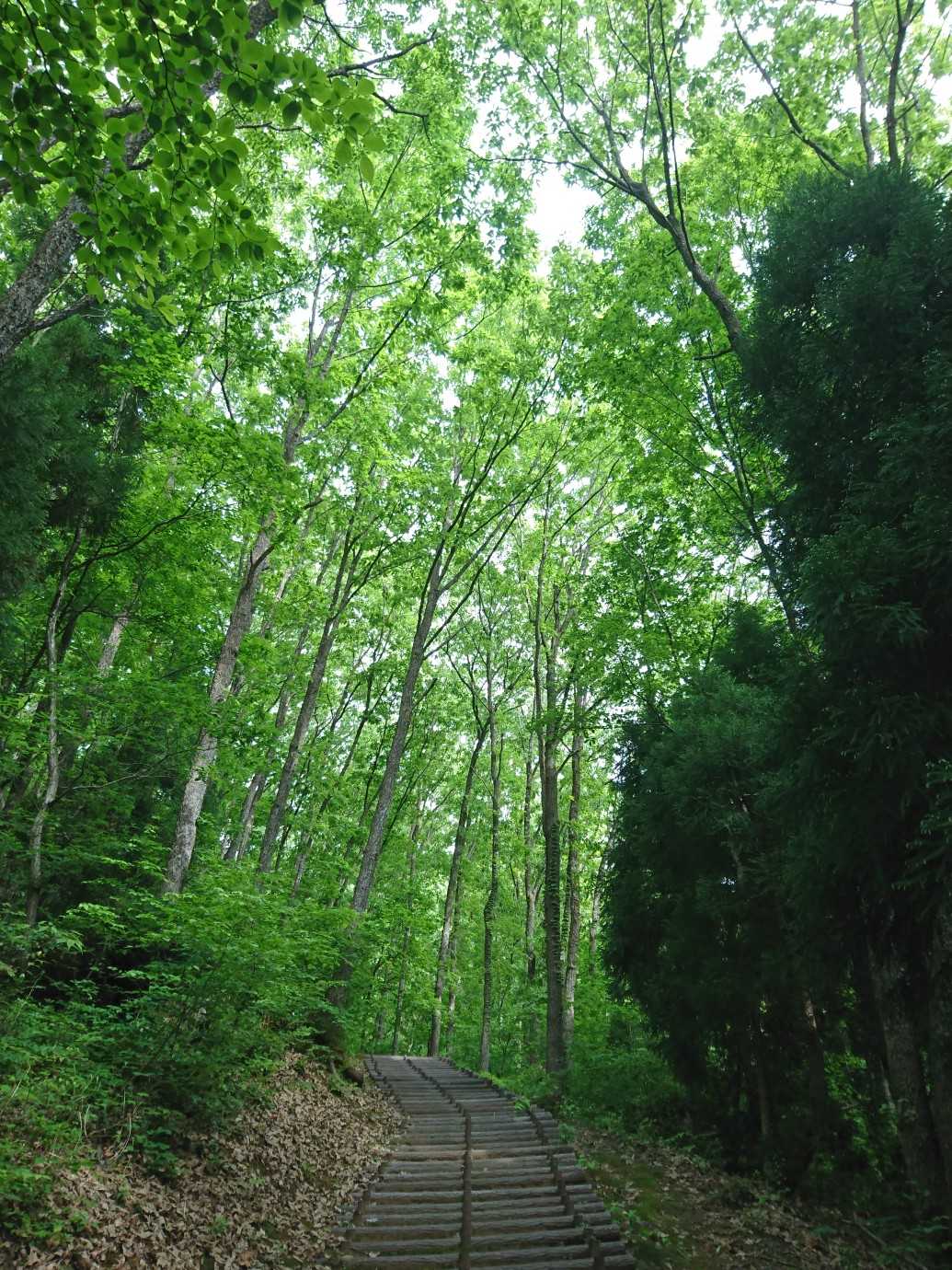 サガ山登り口-サガ山-遊歩道ルートC入口 往復コースの写真