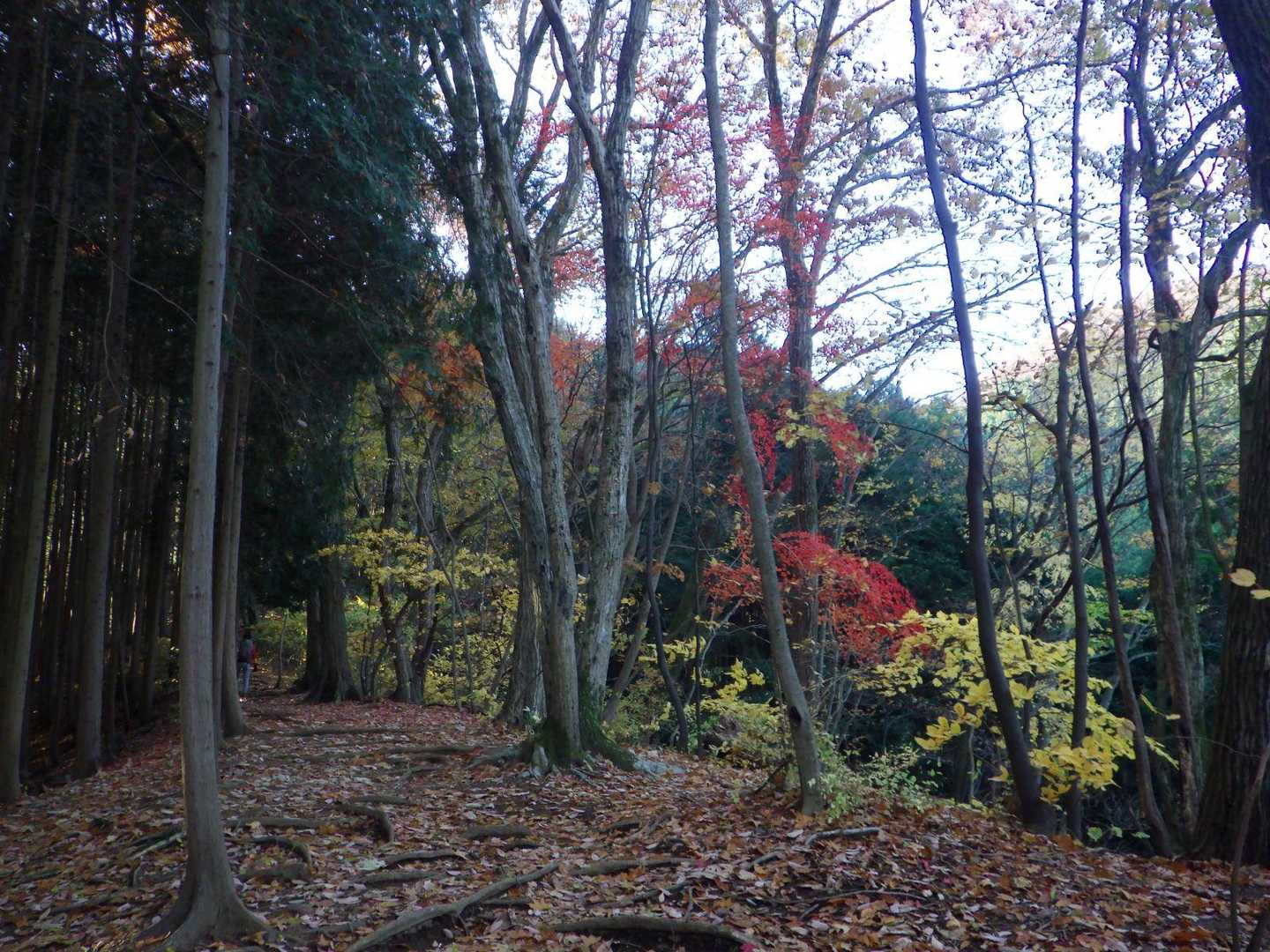 紅葉も楽しめますが、登るのに必死な状態。