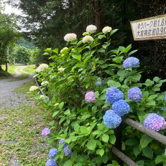石段を下ればアジサイが出迎えてくれる。
ここから駅まで歩いて終わり。
お疲れさまでした。
