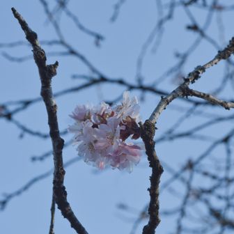 12月だけど十月桜