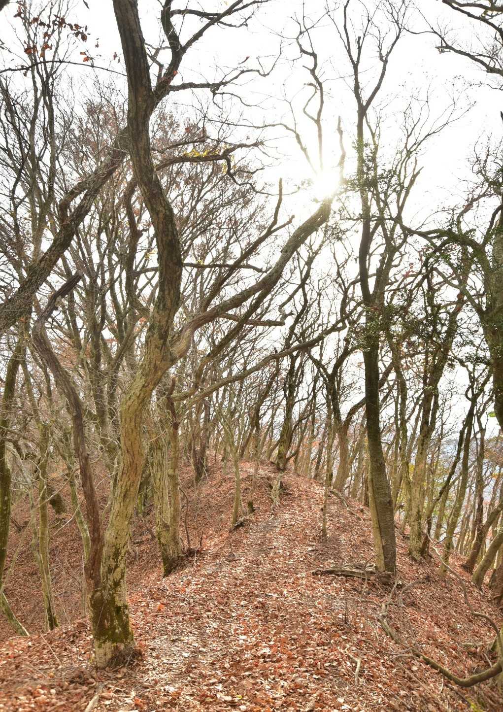 鷹ノ巣山の写真