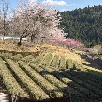 尾籠桃源郷　その1