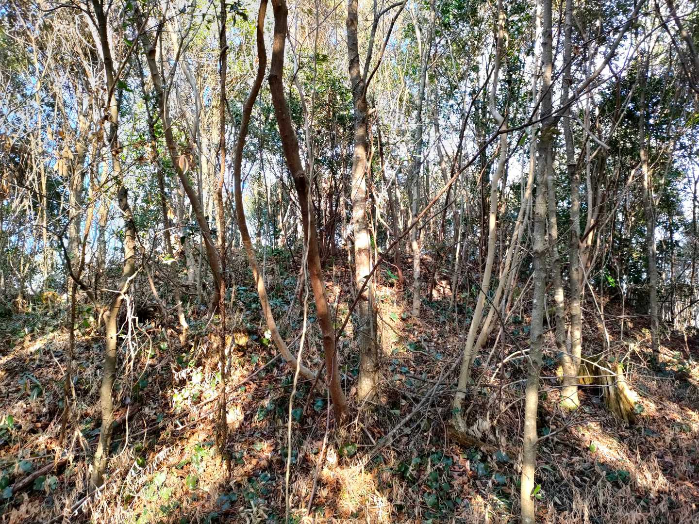 茶臼ヶ陣山の写真