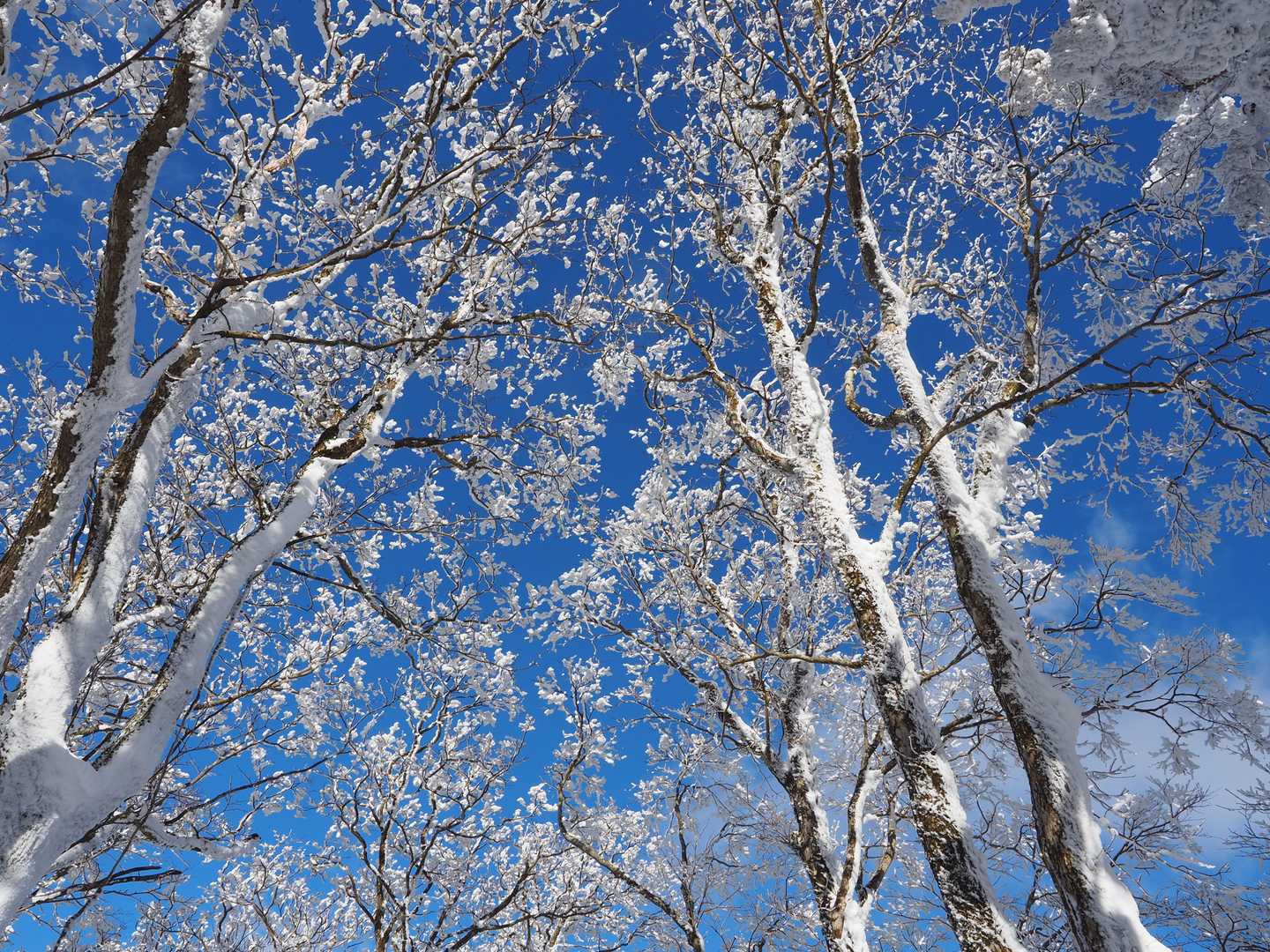 頂上台地
見上げると梢の雪が輝く