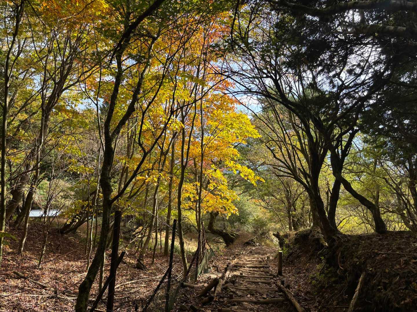 紅葉🍁✨