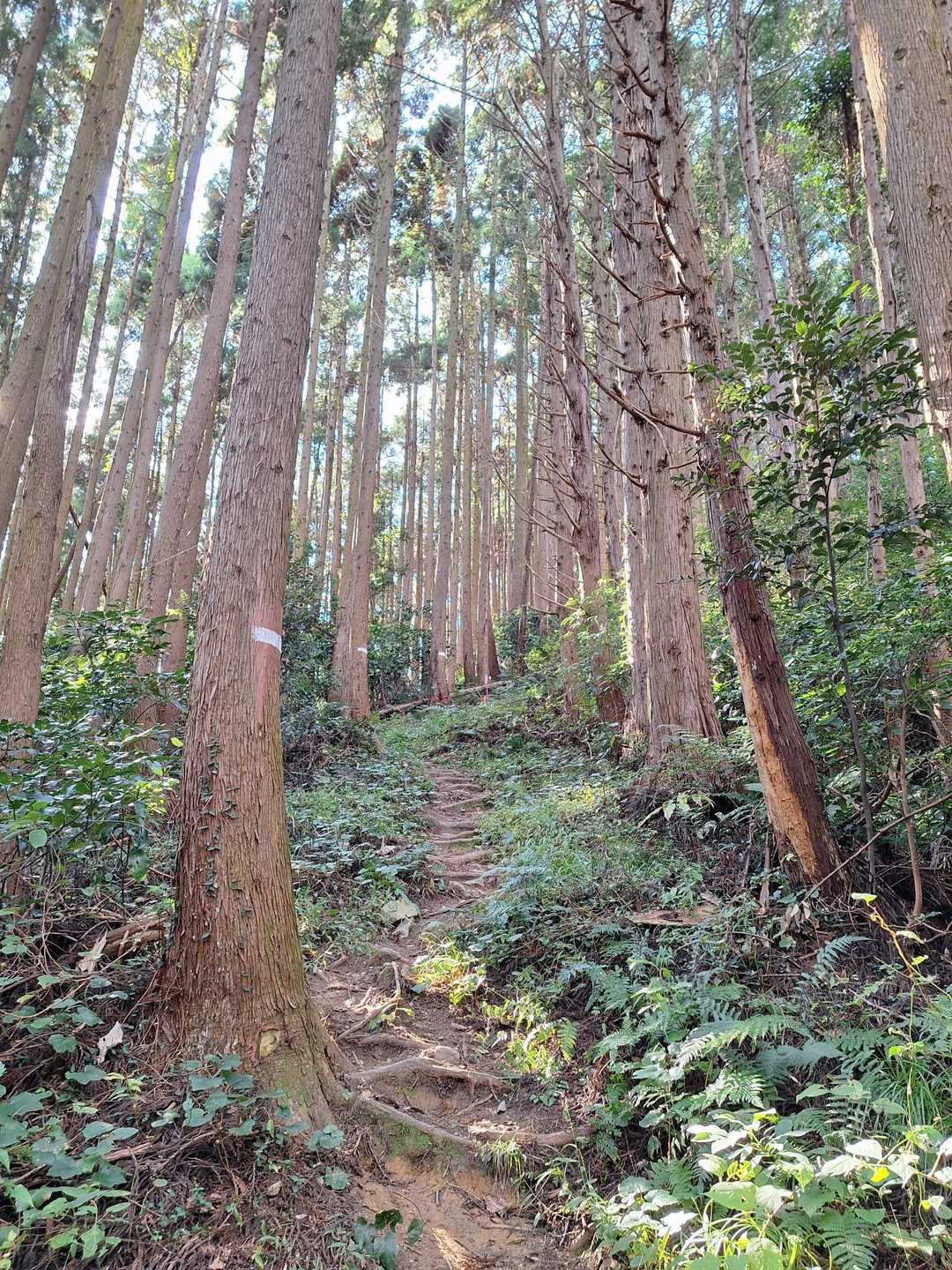 杉林を登ります💦