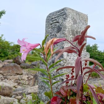 大岳の三角点脇のヒメサユリ、一輪は花終わり、楽しませていただきました、ありがとうございます