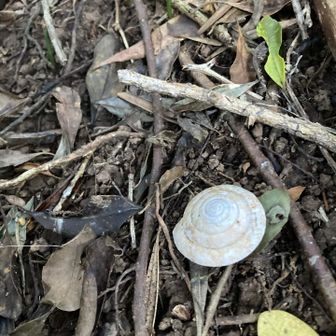 なにかのマイマイ？