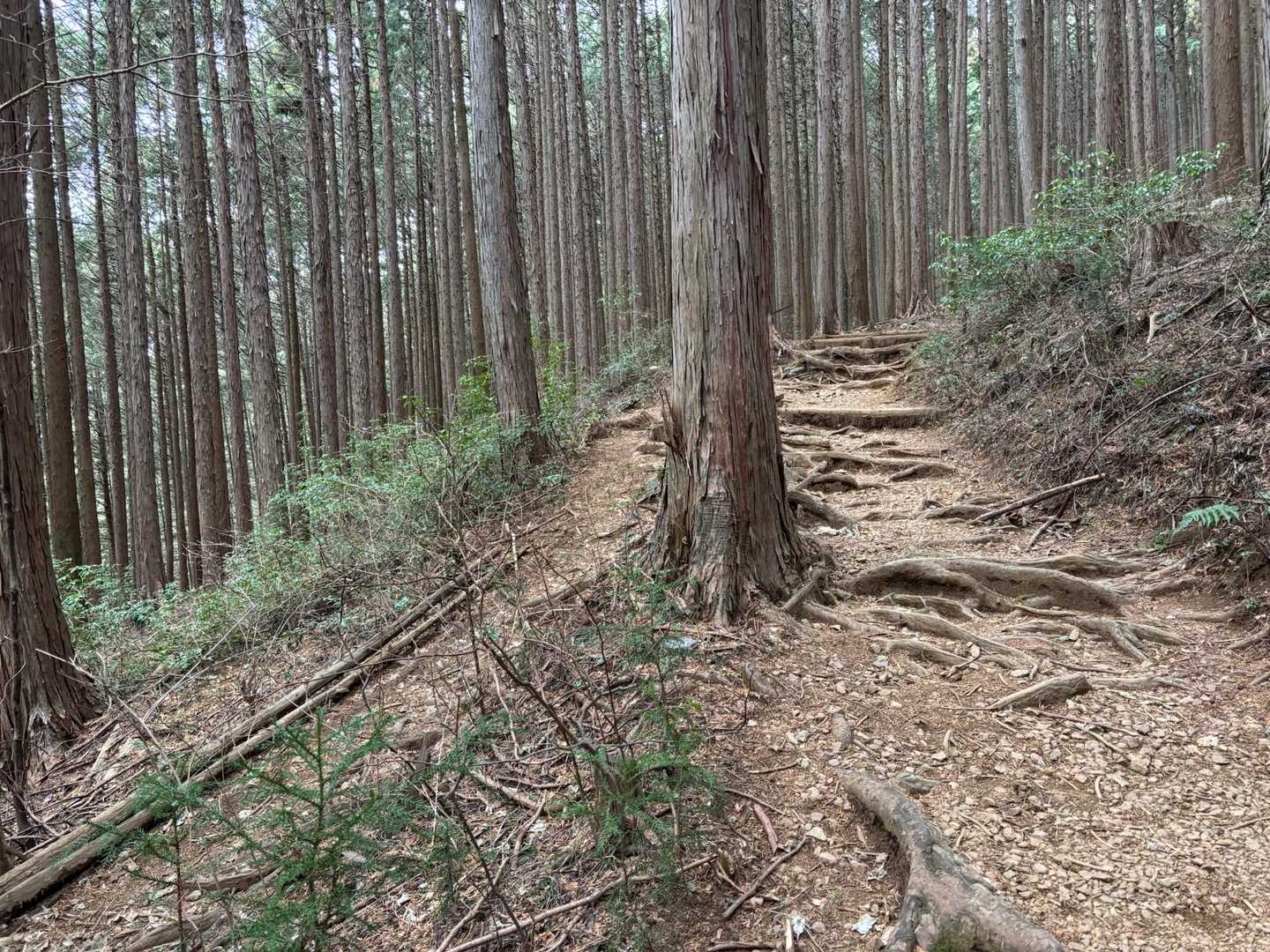 凸凹の道の横に、歩きやすい道ができてます