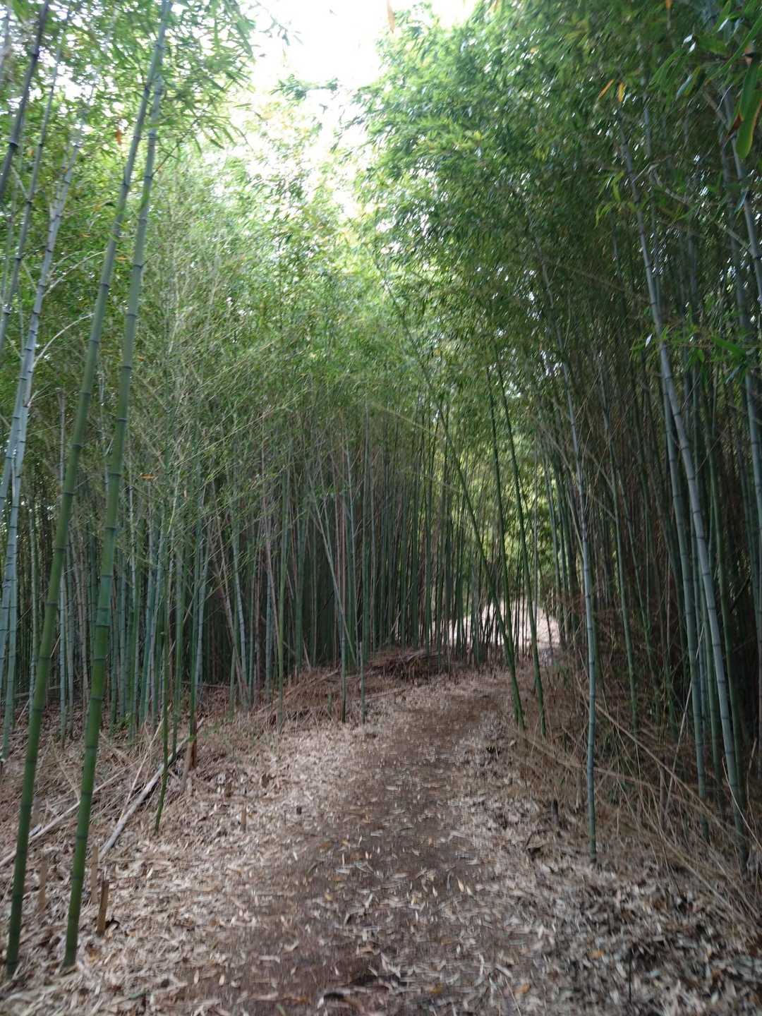 また竹林💚