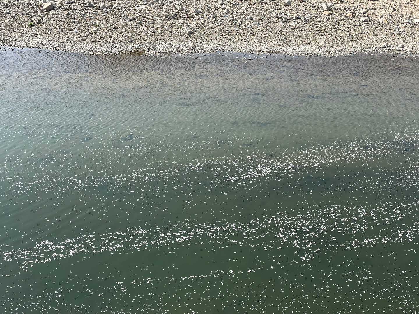 桜の花びらが川に流れる