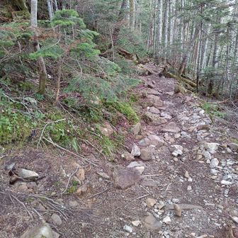 最後の分岐（２合目）で帰りはまきみちで下山（ヤマップのつぶやきに「登りも下りも楽」とあり）。