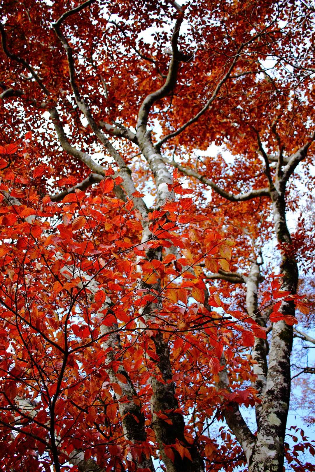 ほんと数少ない紅葉でした。