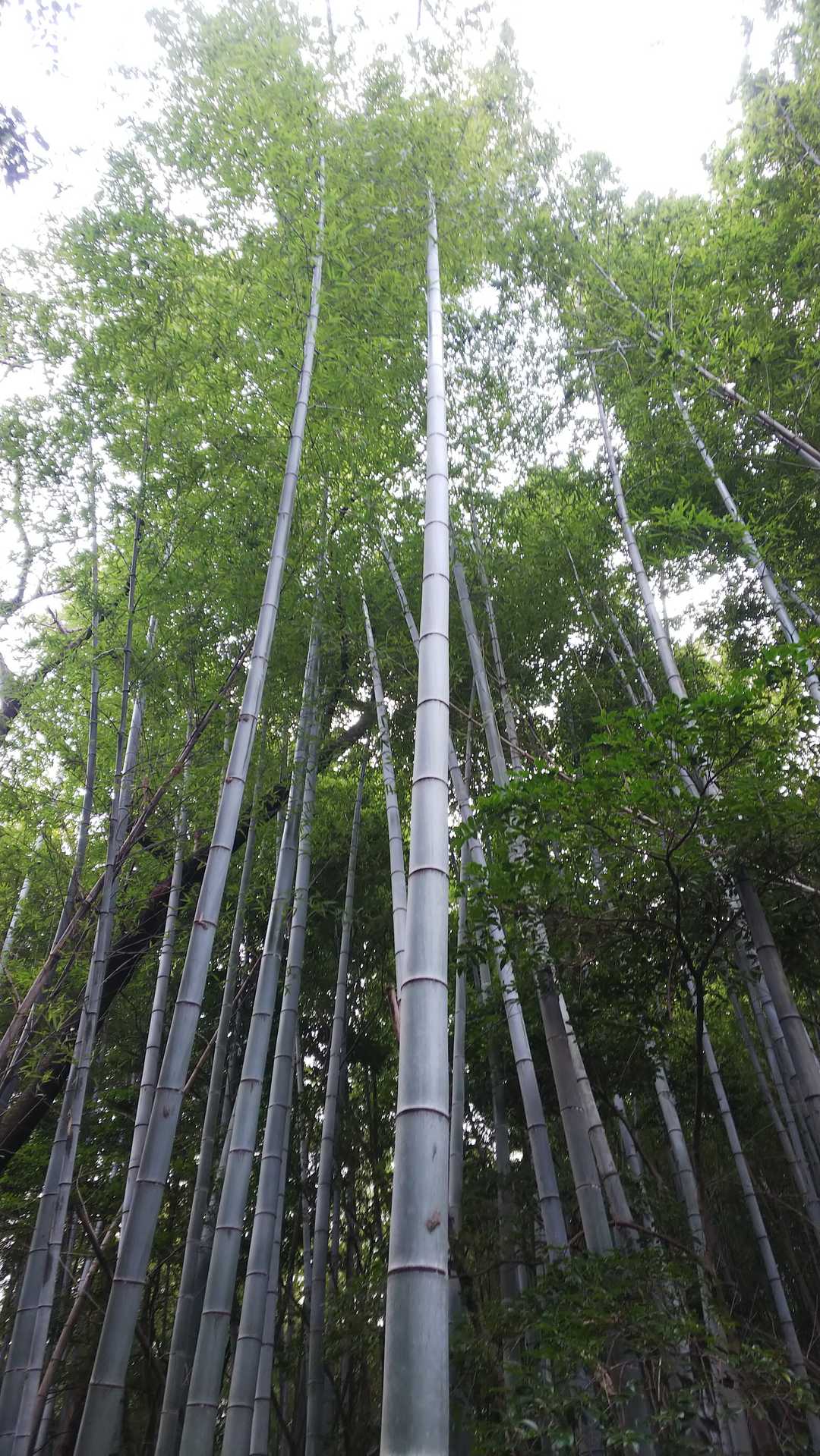 🌲