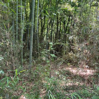 地図だとこの先みたいだけど、さすがに行けなかった
