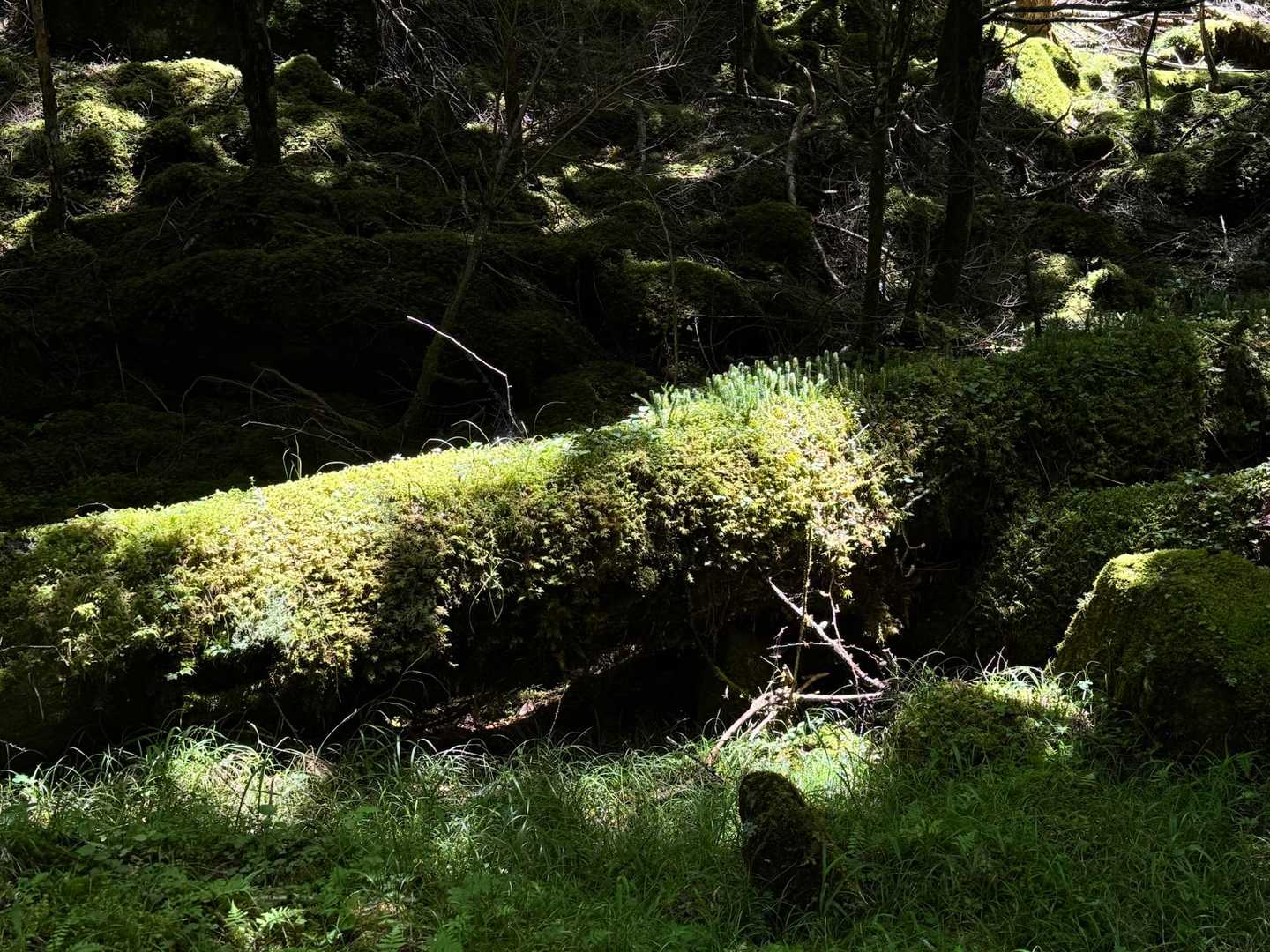 八ヶ岳の森🌳