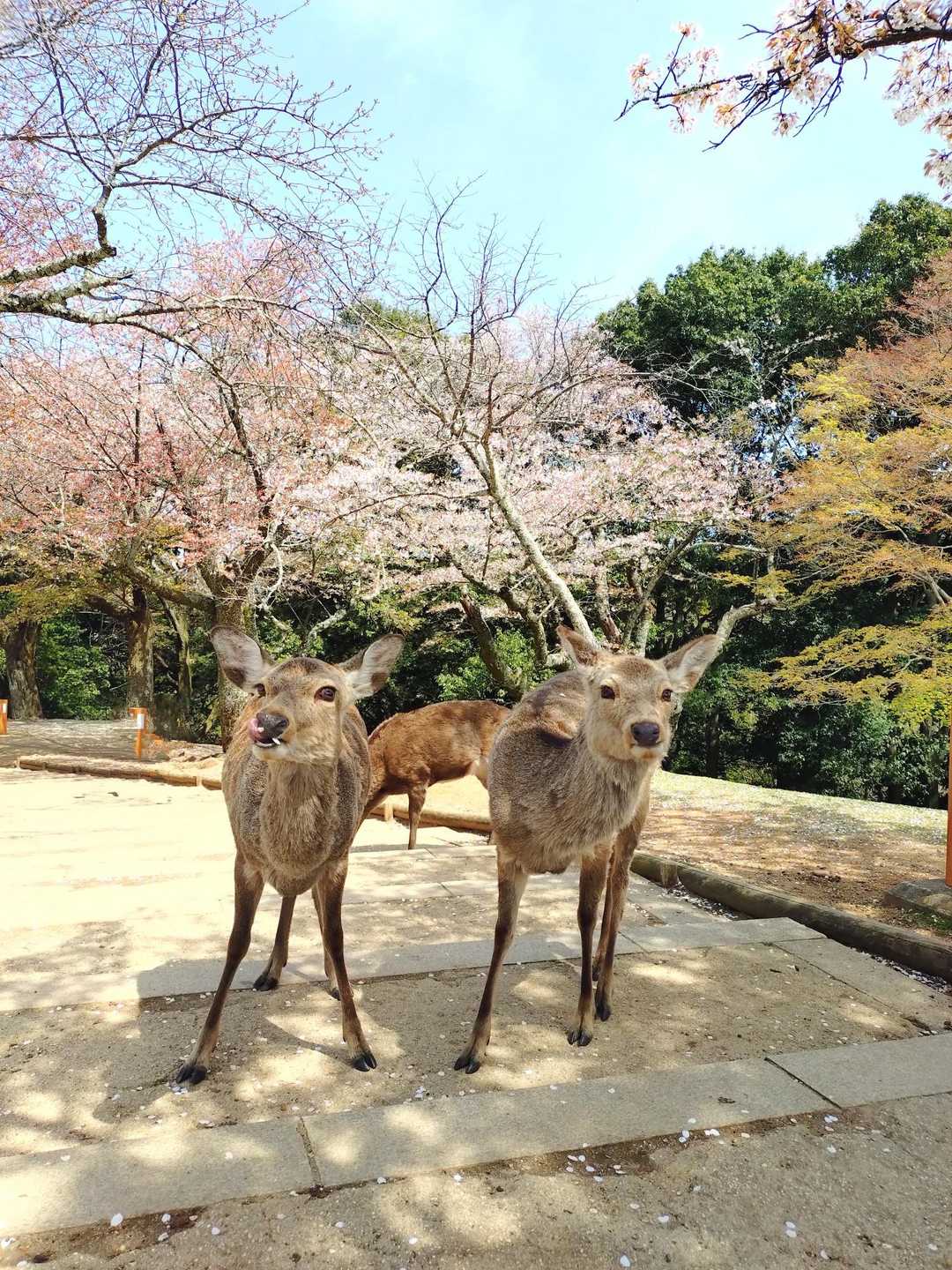 桜の花びら食べてるの❓
