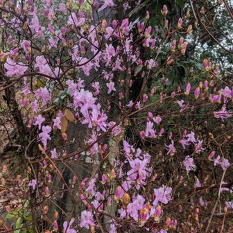 コバノミツバツツジ