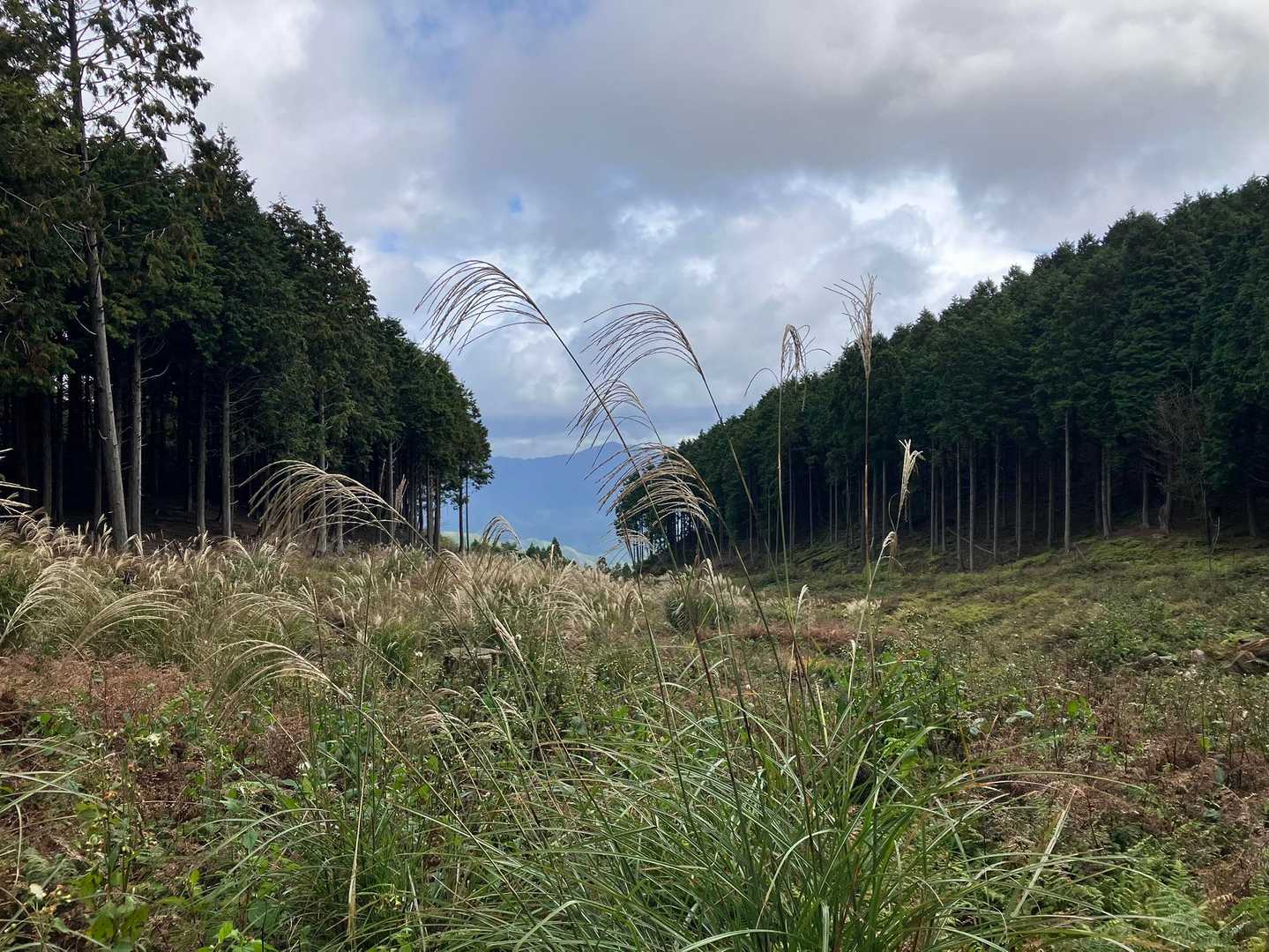ススキ🌾