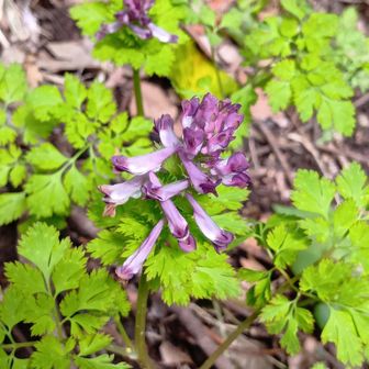 ムラサキケマン