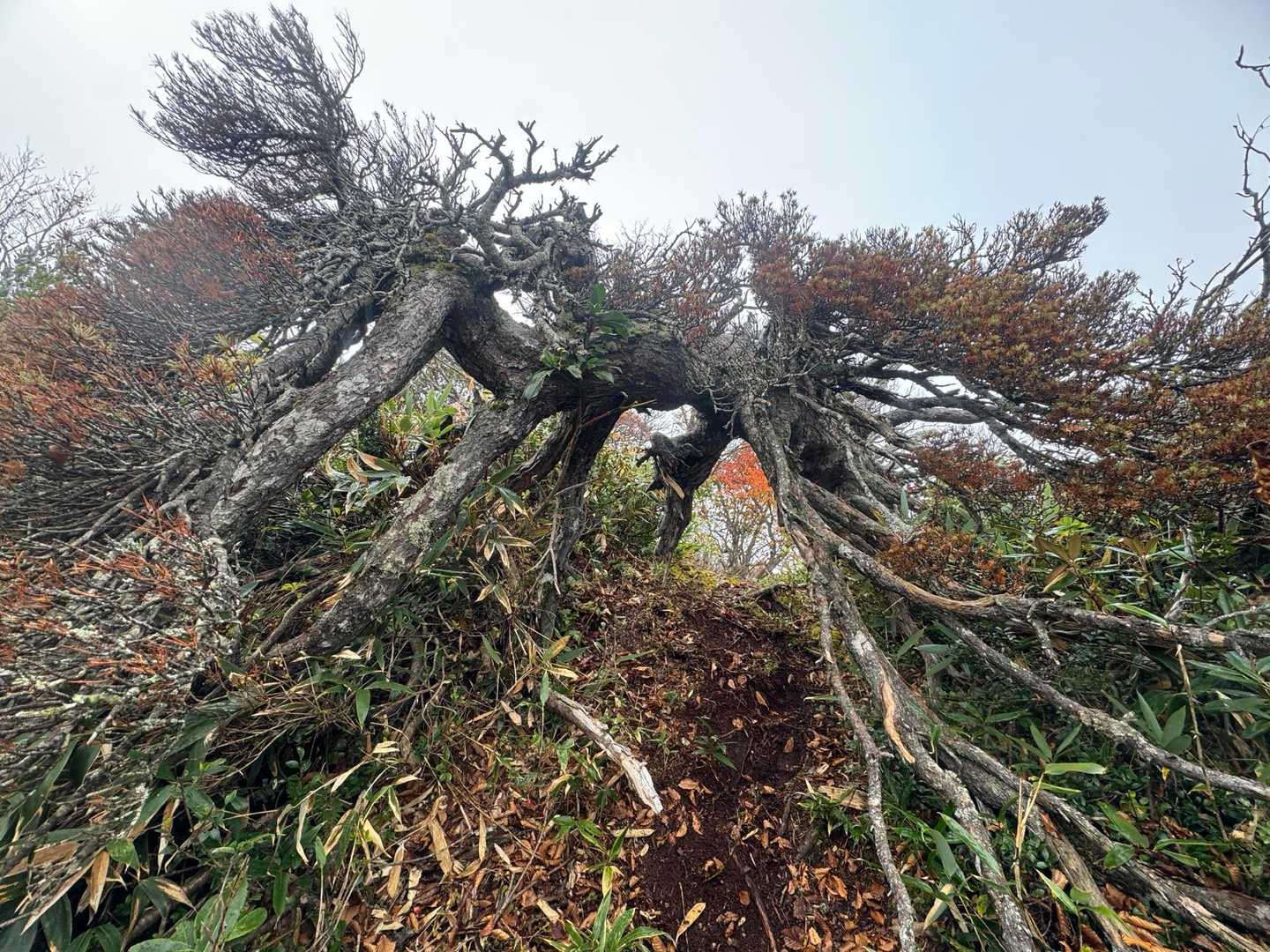 小白森山登山口-小白森山-二杯山-大白森山 往復コースの写真