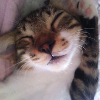 火の意志を継ぐ者