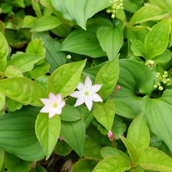 山頂にありました! 花びらがピンクに縁取られた 褄取草〜