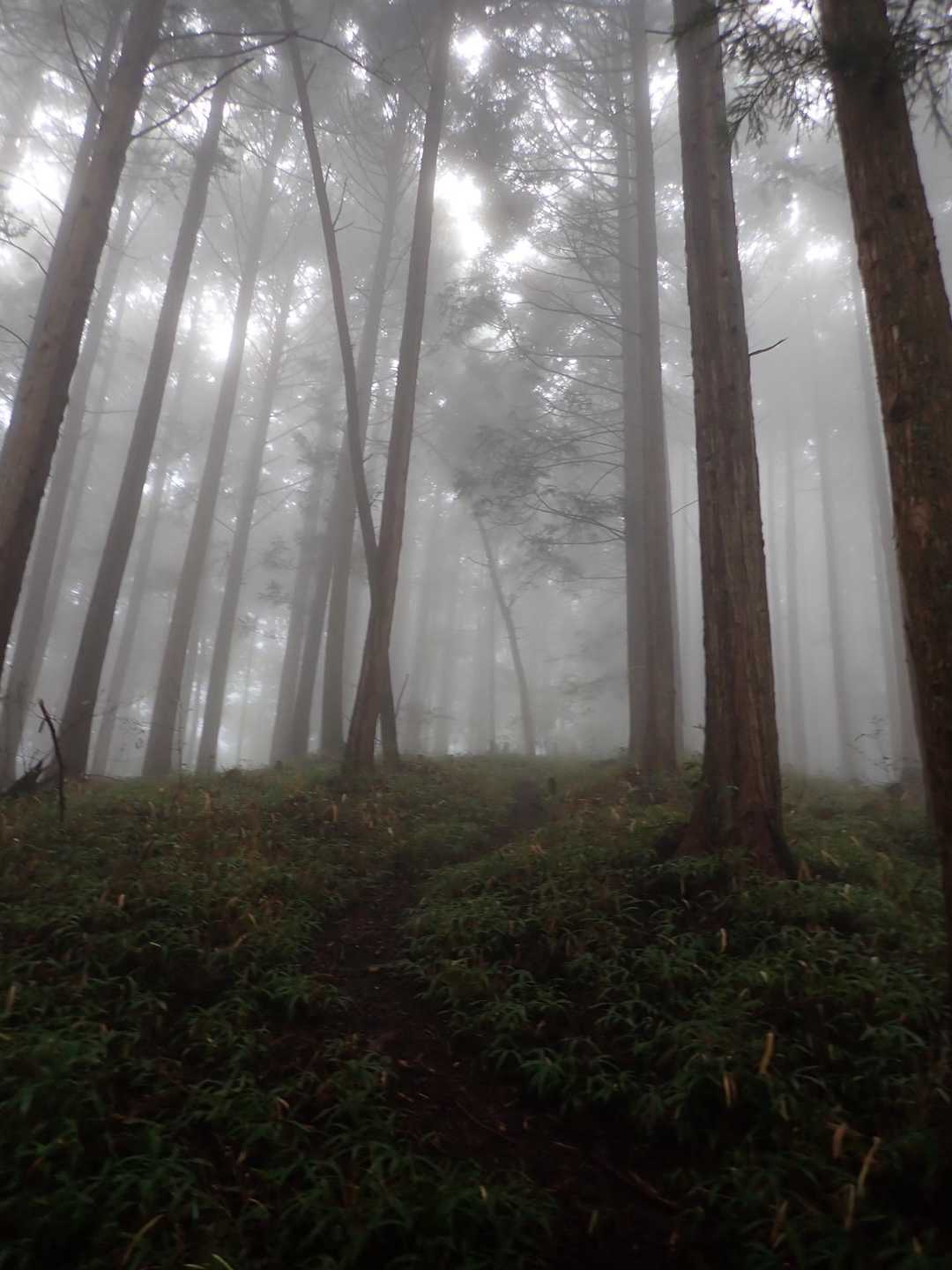 霧が深くなり、幻想的な景色に…