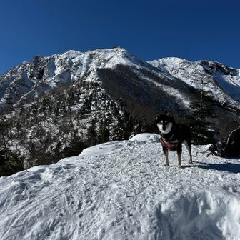 三叉峰からテラスまではトレランしていました🐶（私は、コケた時に備えピッケルを握りしめていました⛏️）