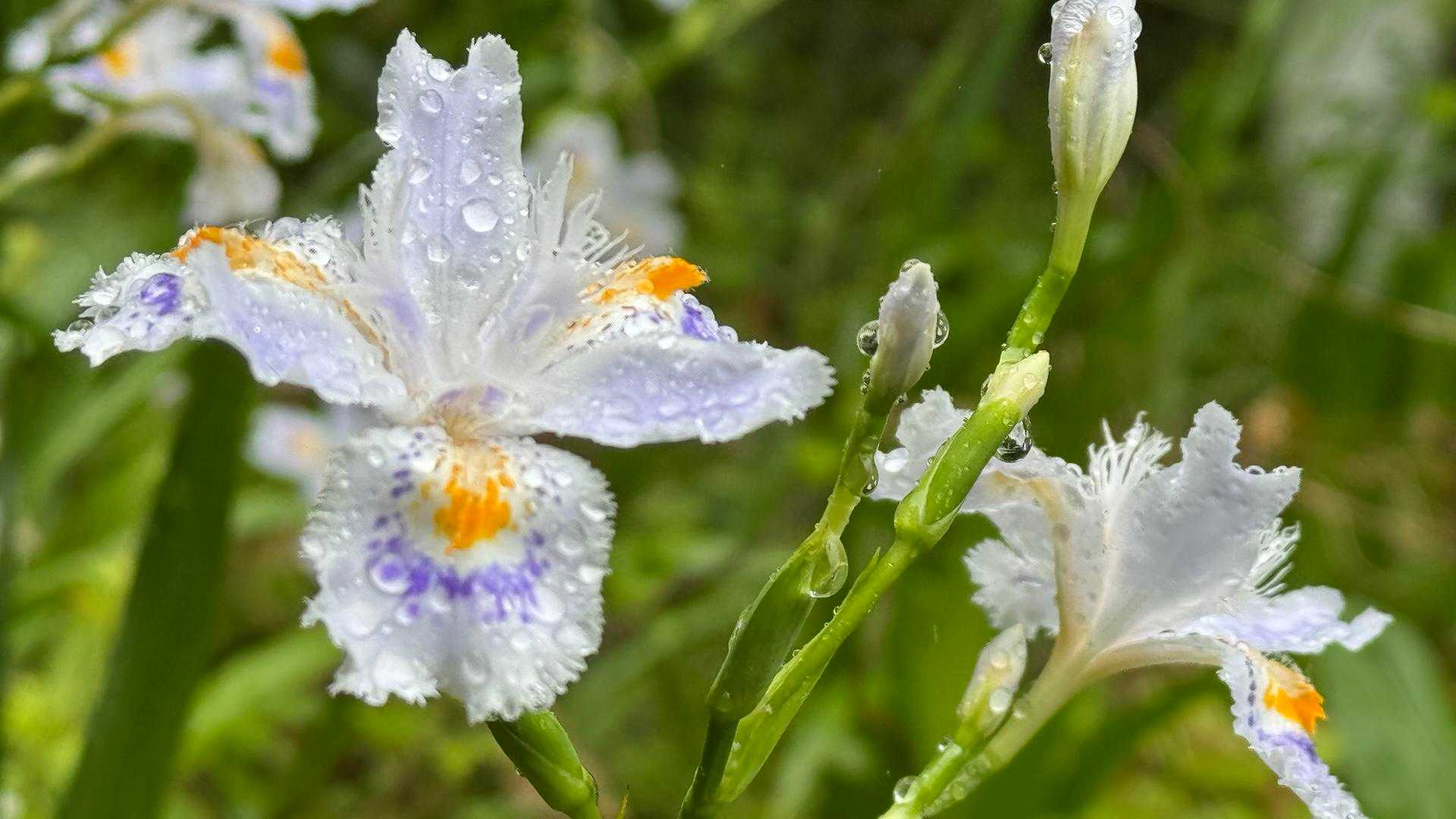 甲尾山 往復コースの写真