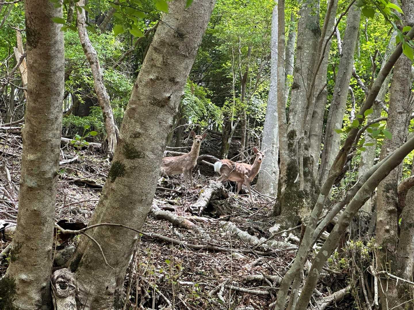 ツツジ新道-檜洞丸 往復コースの写真