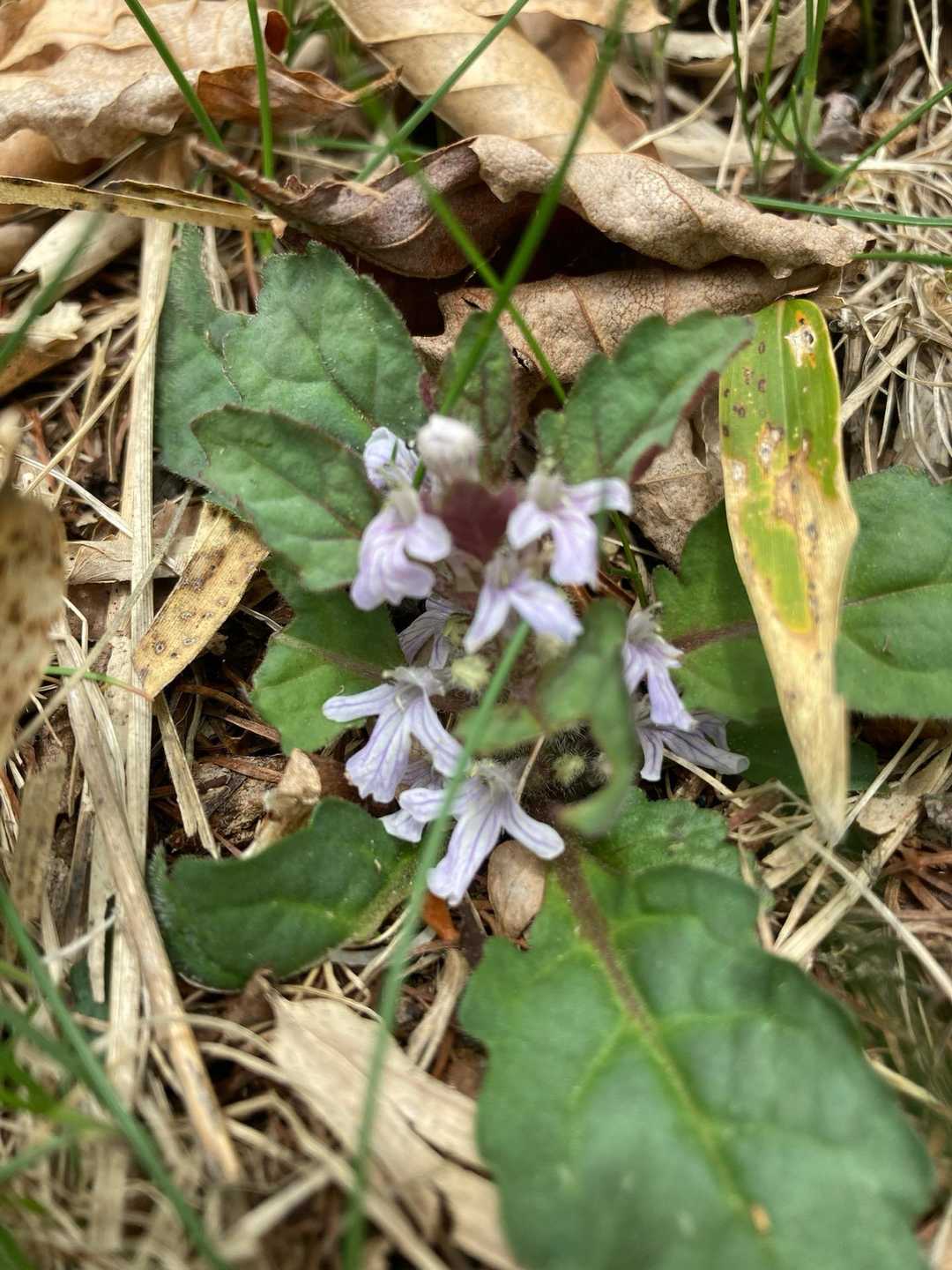 撮影していたのは、このお花。
イブキジャコウソウかと思ったけど、ジュウニヒトエみたいです。