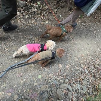 仲良く並んで歩きます😍