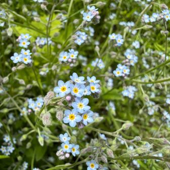 シンワスレナグサ(真勿忘草)

優しい青と黄色を組み合わせた、1cmにも満たない小さな花をたくさん咲かせてます😄

やまびこ荘前の階段でまとまって自生しております、見ると癒されますよ🥰