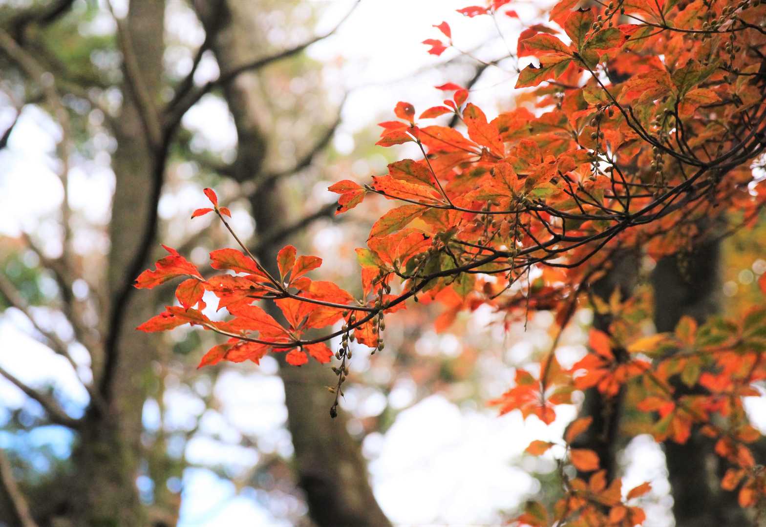 赤く紅葉🍁