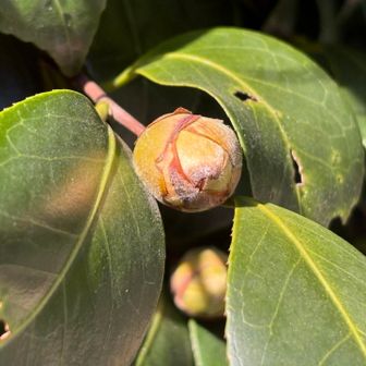 ツバキの蕾は固く…。
