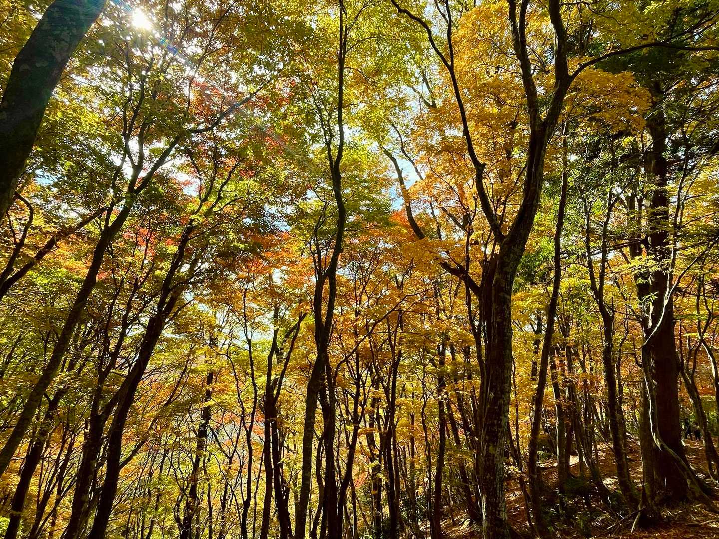 己高山 周回コースの写真