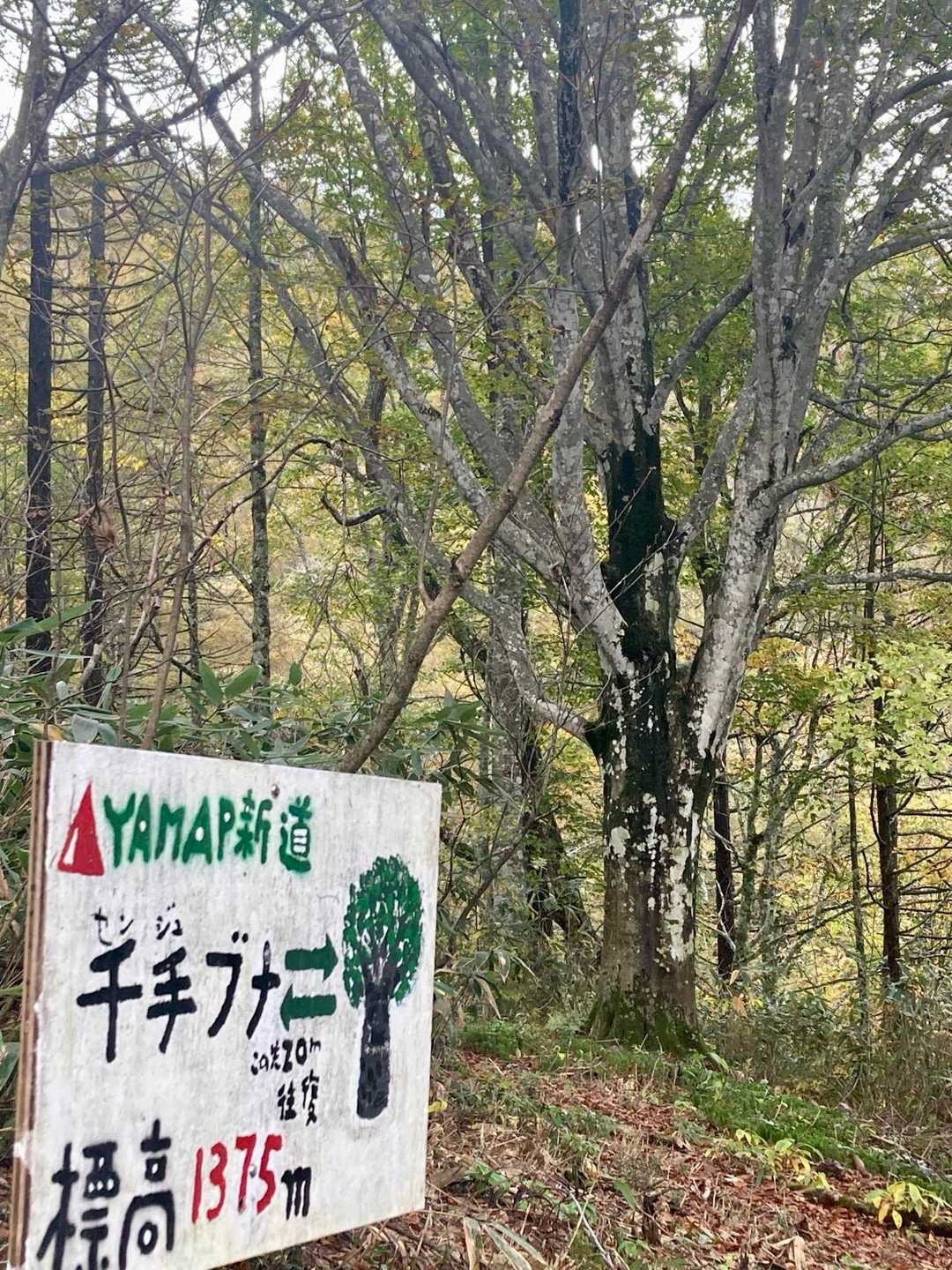 千手ブナ🌳