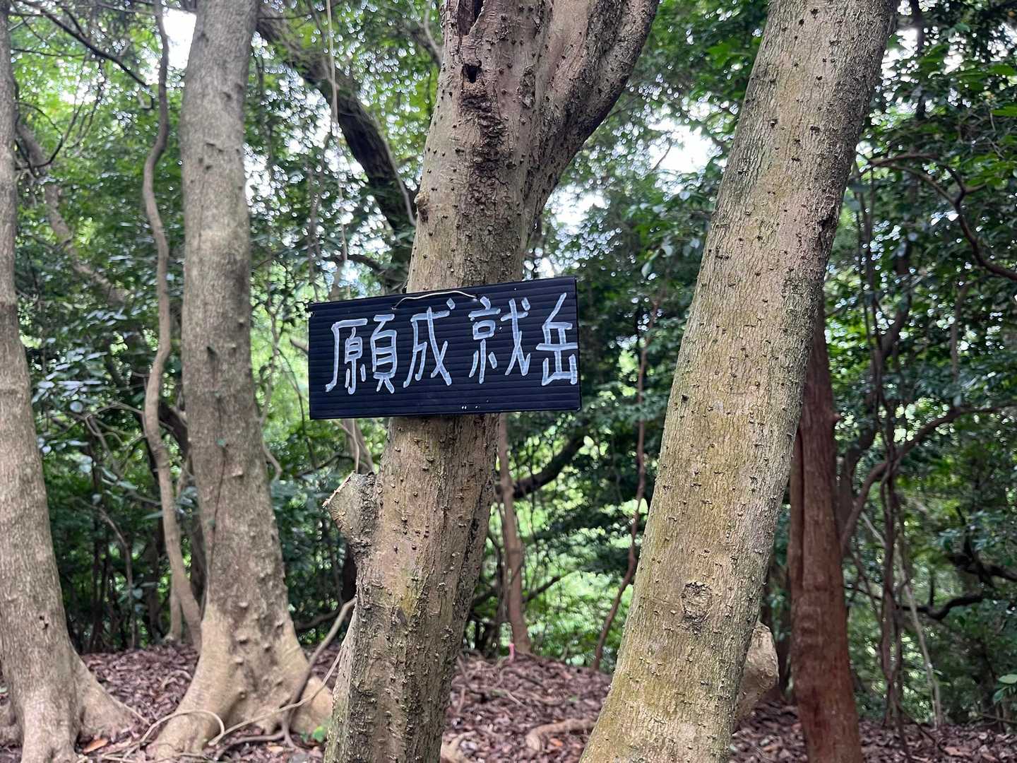 📍願成就岳