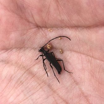 虫山花山　むっしー