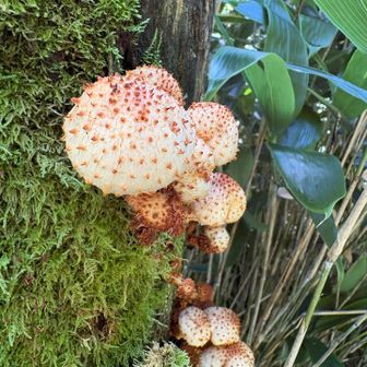 ちょっと怖い😰
「ぱべちゃダメー！」のやつかな🍄‍🟫