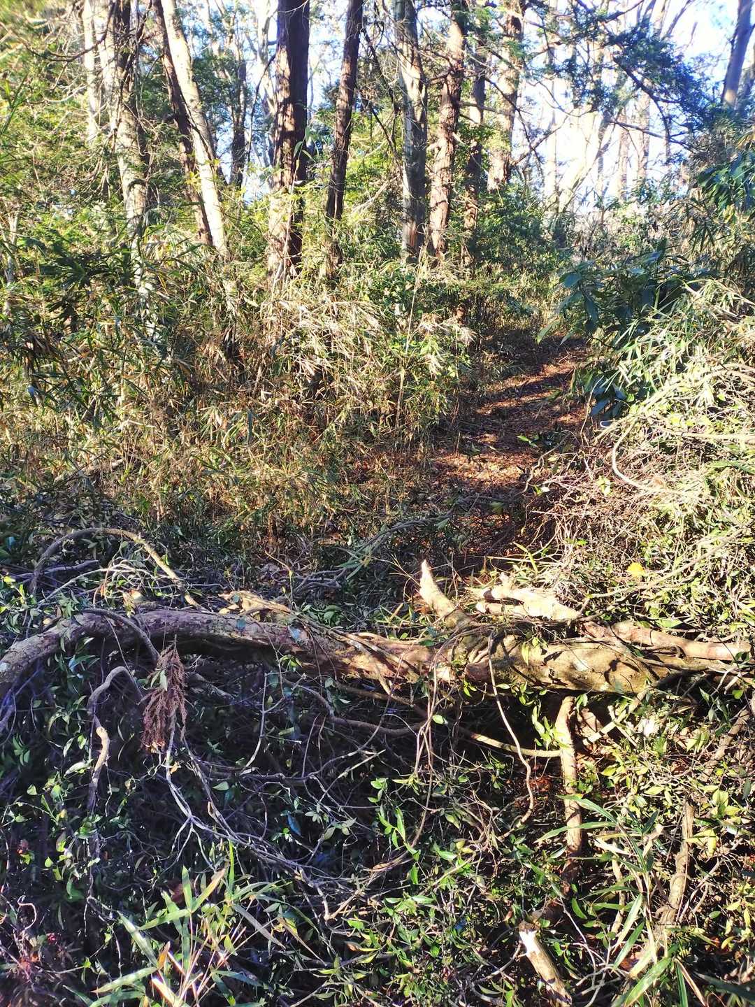 あたご天狗の森登山口-鐘転山 往復コースの写真
