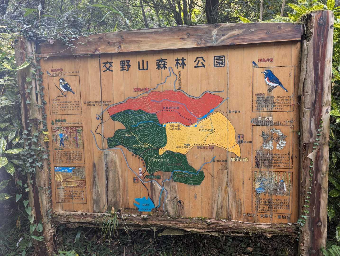 交野山森林公園には色んな道があるんだね😲