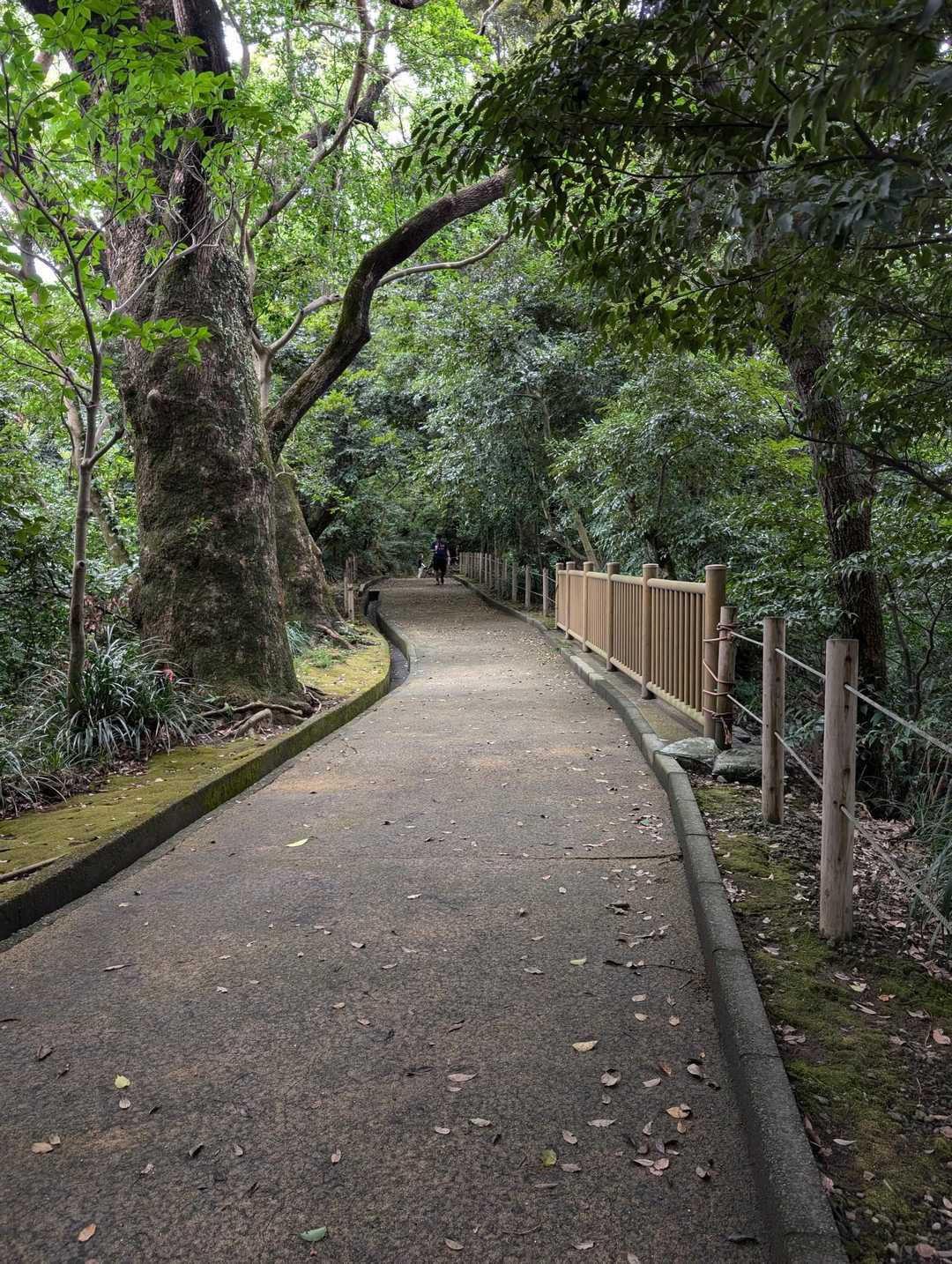 城山自然遊歩道は整備されて、ずっと木陰で歩きやすいです
クスの大木やシダ類等、たくさんの植物が自生しているそうです