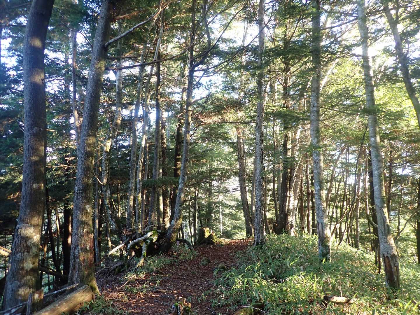 御池山 往復コースの写真