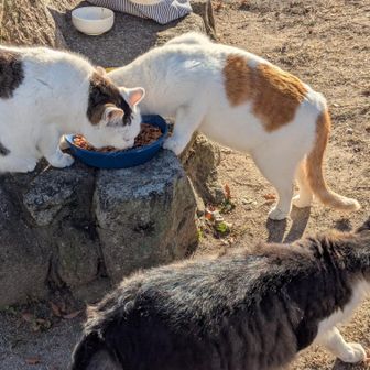 天拝公園の猫ちゃんたちは食事中🐱