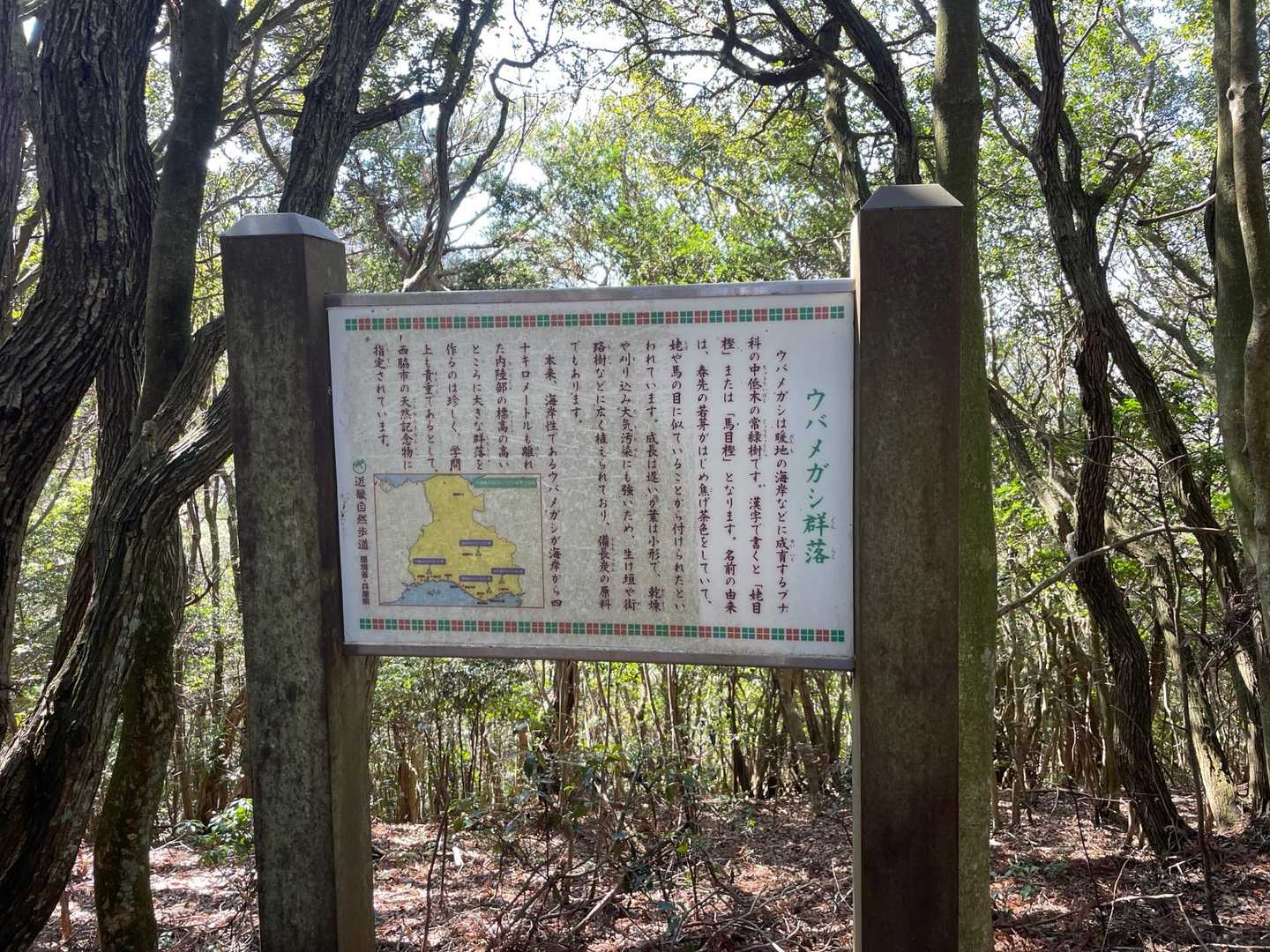 ウパガシ群生地みたいです！
この辺りが、P554です